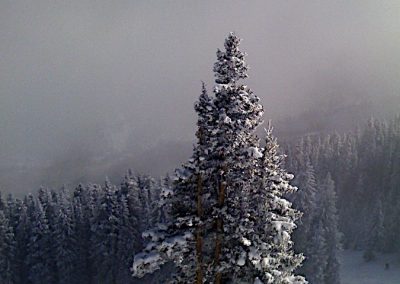 Snow Covered Tree, Aspen Highlands
