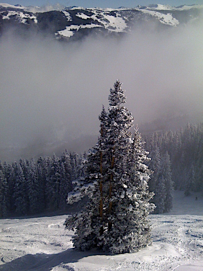 Snow Covered Tree, Aspen Highlands